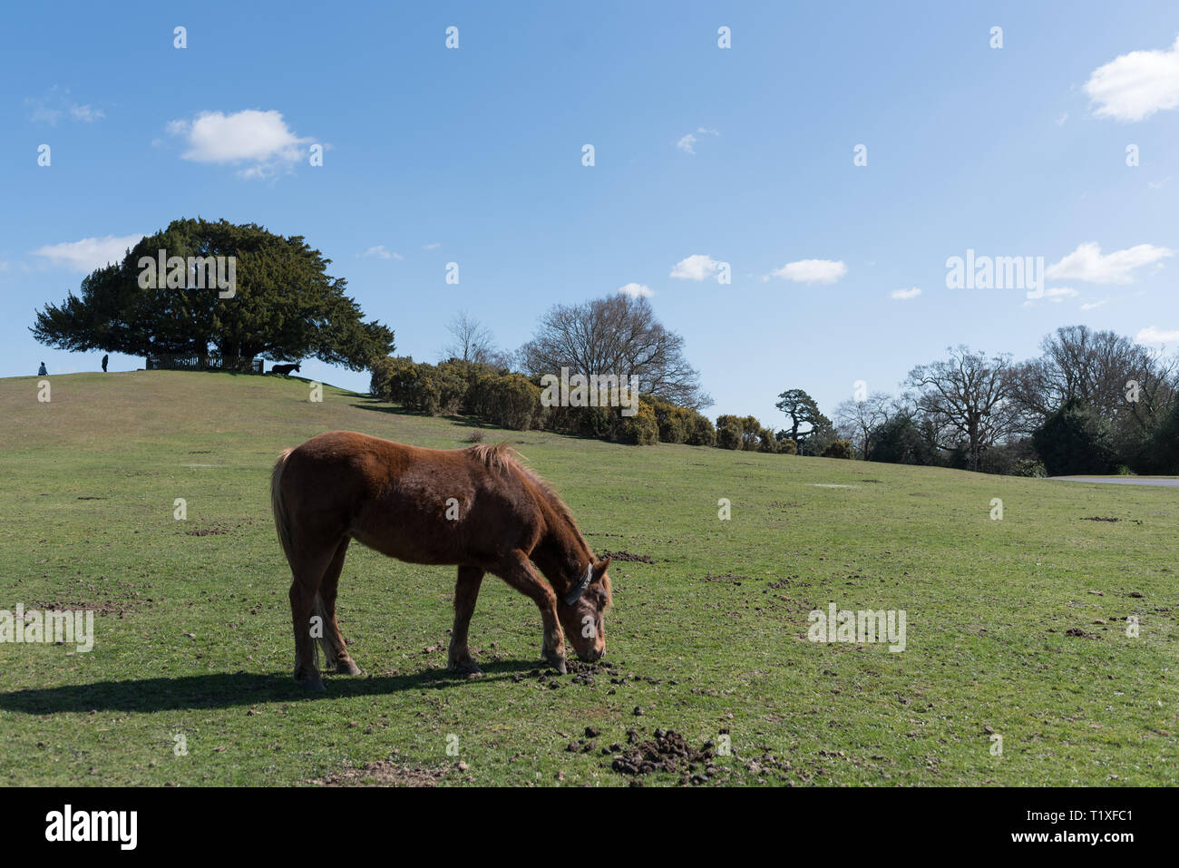 New Forest Szene mit Ponys und Pferde Stockfoto