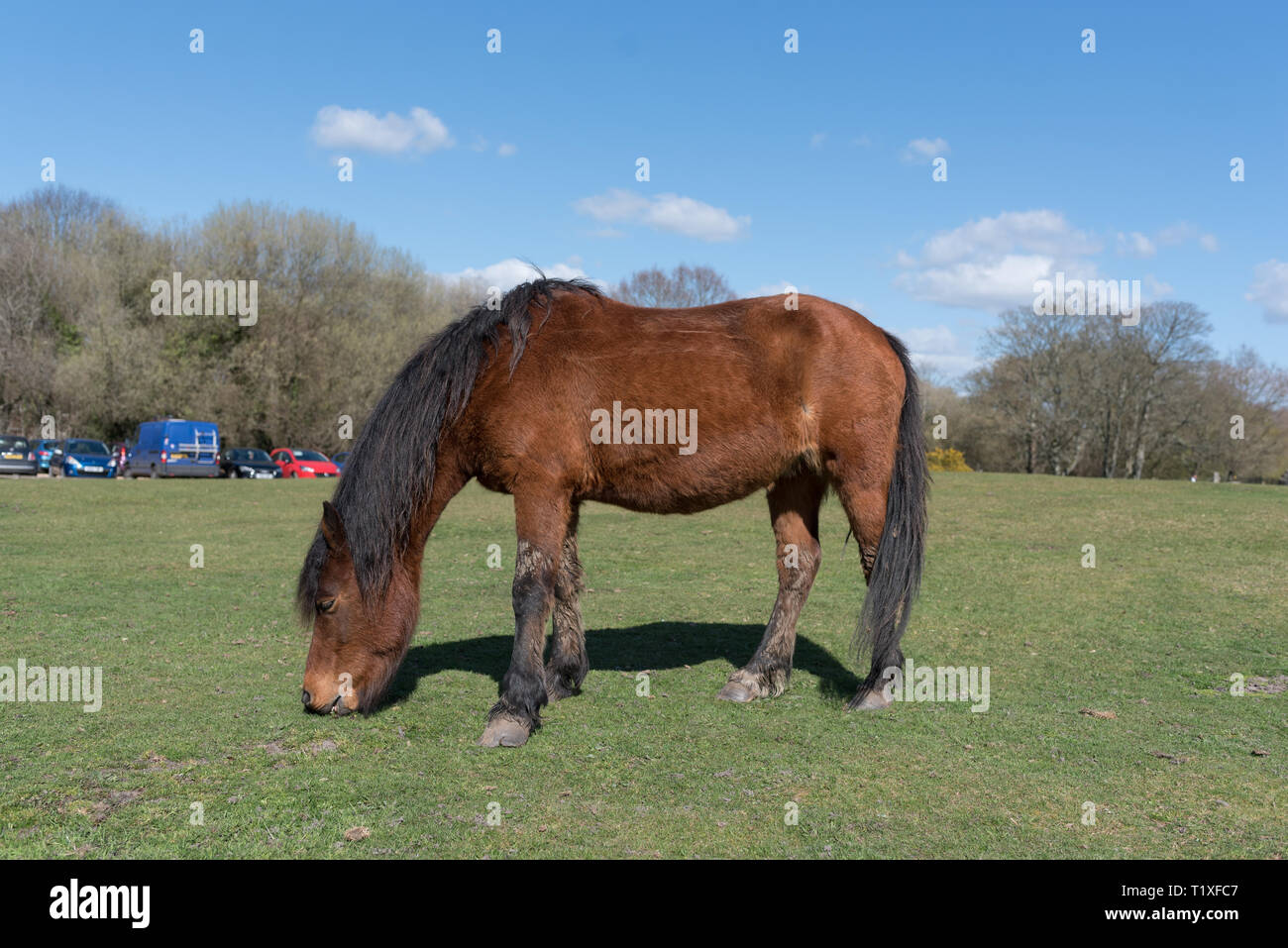 New Forest Szene mit Ponys und Pferde Stockfoto
