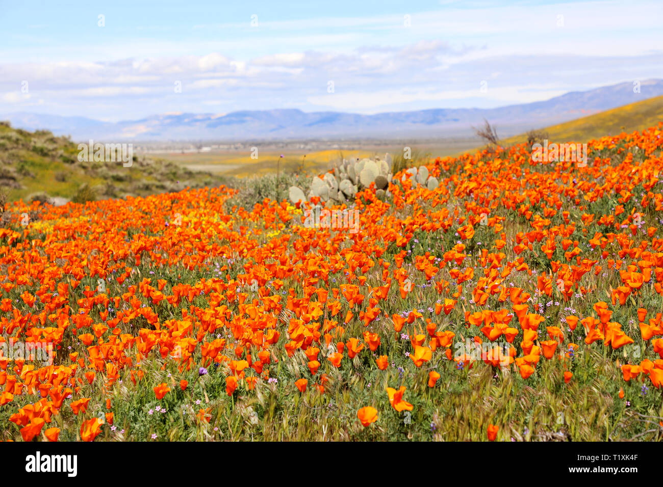 Antelope Valley California Poppy Reserve Wild Flower Field Super Bloom, USA National Park Stockfoto
