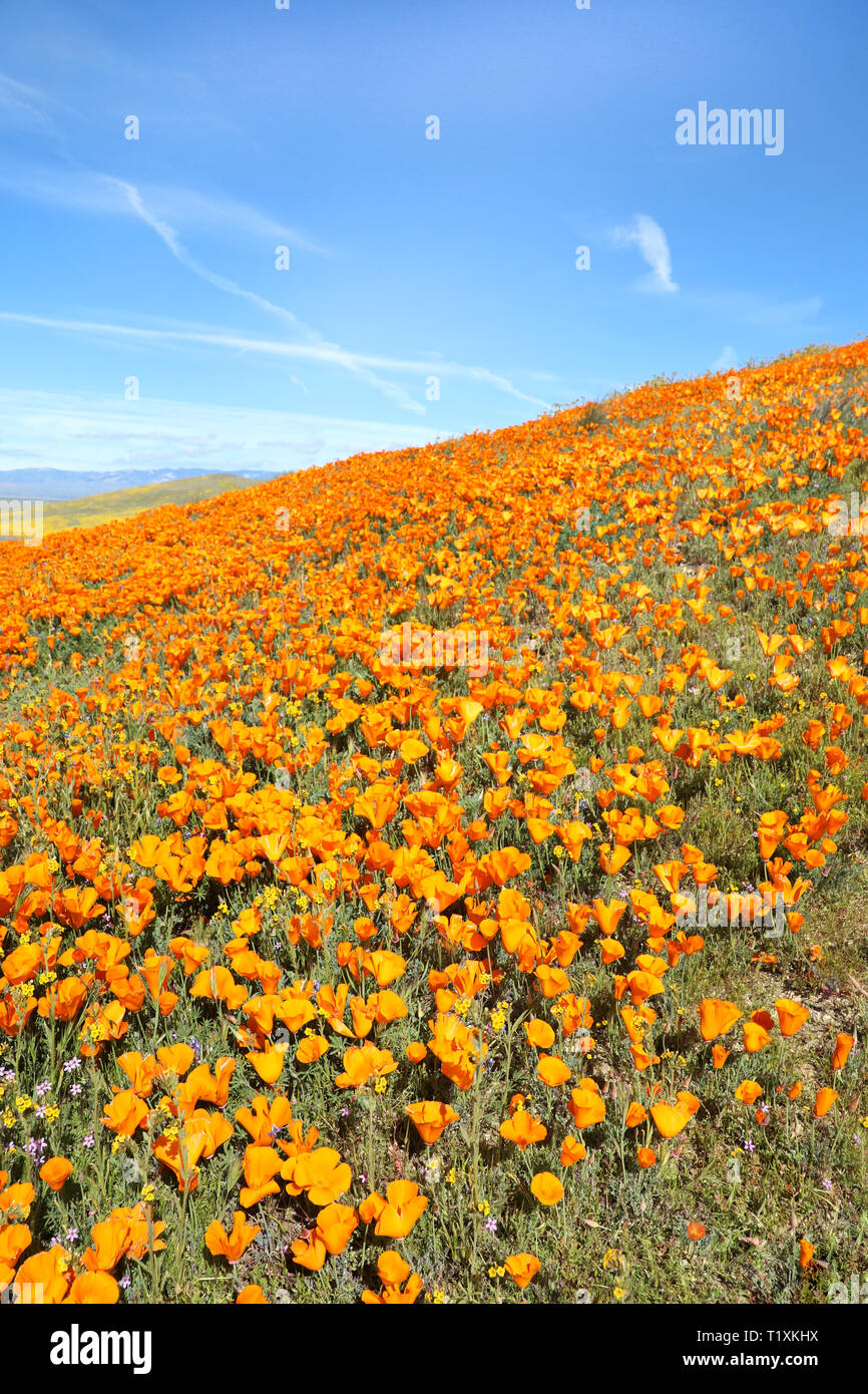 Antelope Valley California Poppy Reserve Wild Flower Field Super Bloom, USA National Park Stockfoto