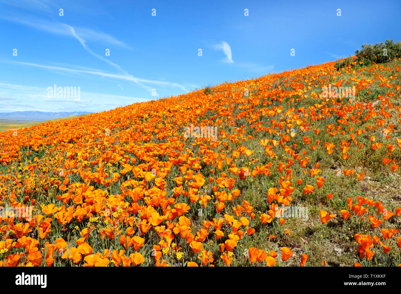 Antelope Valley California Poppy Reserve Wild Flower Field Super Bloom, USA National Park Stockfoto
