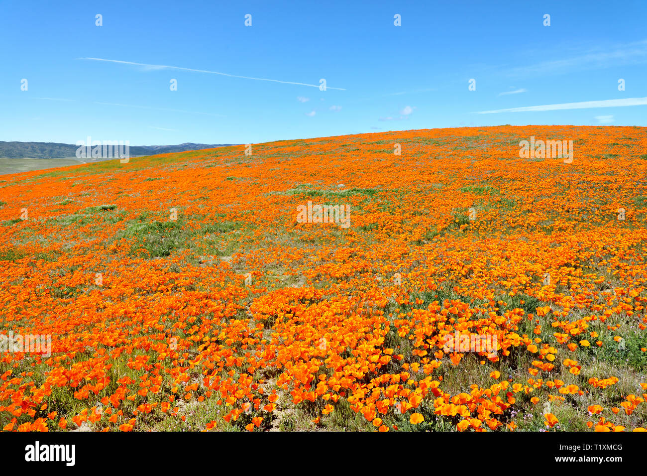 Antelope Valley California Poppy Reserve Wild Flower Field Super Bloom, USA National Park Stockfoto