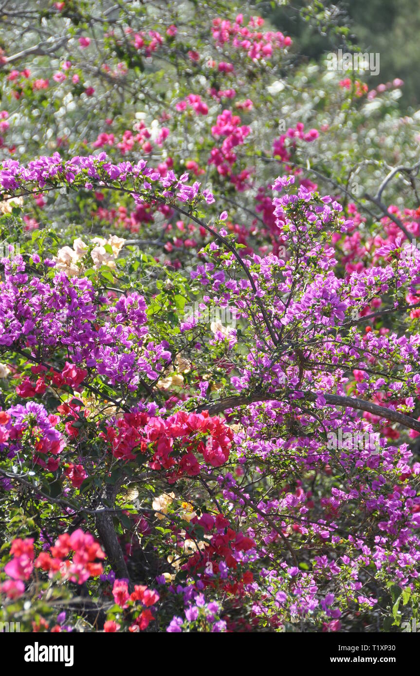 Bougainvillea Blüten in vielen verschiedenen Farben in einem Garten wachsenden Stockfoto