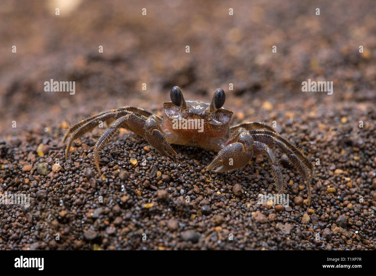 Kleine Krabbe auf der Vergessenen Küste, südliche Lagune Unesco Weltkulturerbe, Neukaledonien. Stockfoto