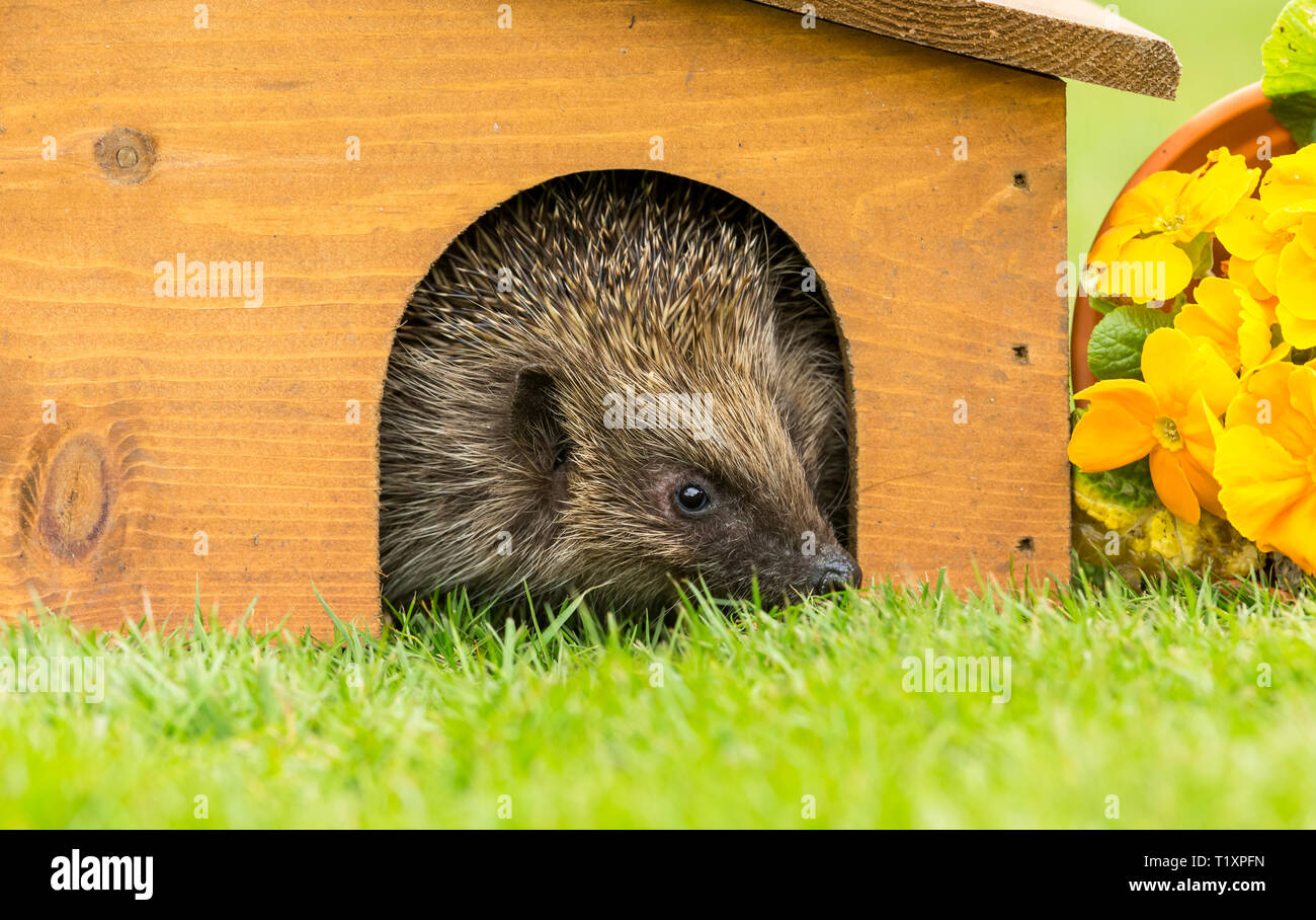 Hedgehog (Wissenschaftlicher Name: Erinaceus Europaeus) Wilde, Eingeborener, Europäische Igel von Igel Haus im Frühling auftauchen. Platz für Kopieren. Landschaft Stockfoto
