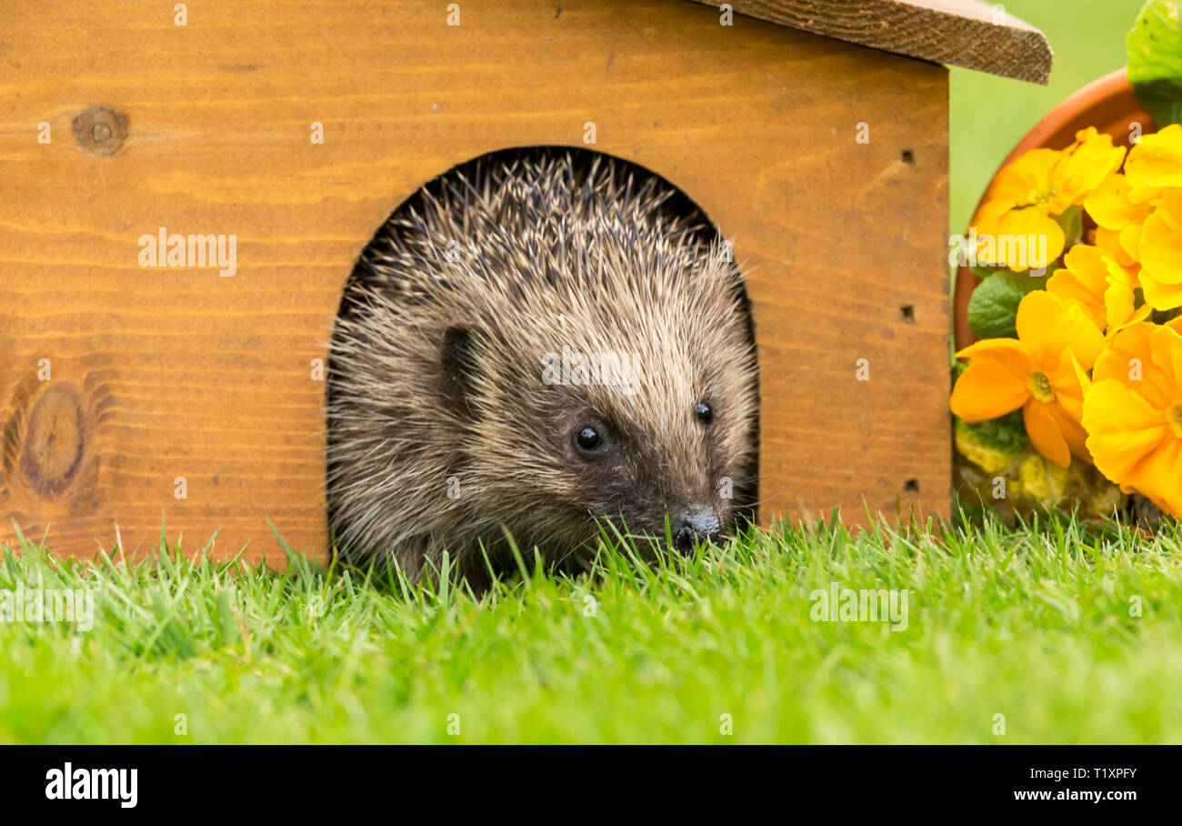 Hedgehog (Wissenschaftlicher Name: Erinaceus Europaeus) Wilde, Eingeborener, Europäische Igel von Igel Haus im Frühling auftauchen. Platz für Kopieren. Landschaft Stockfoto