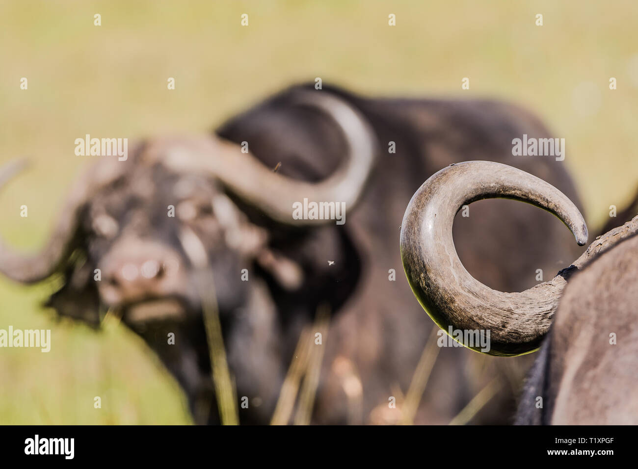 Ein Büffel mit Hörnern im Hintergrund Stockfoto