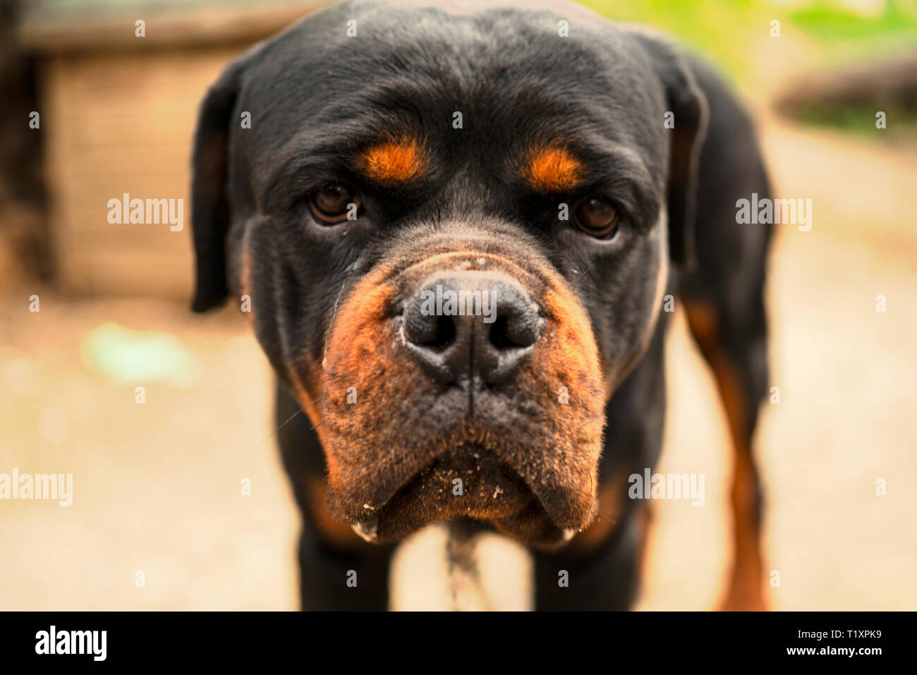 Alte Rottweiler mit traurigen Augen Stockfoto