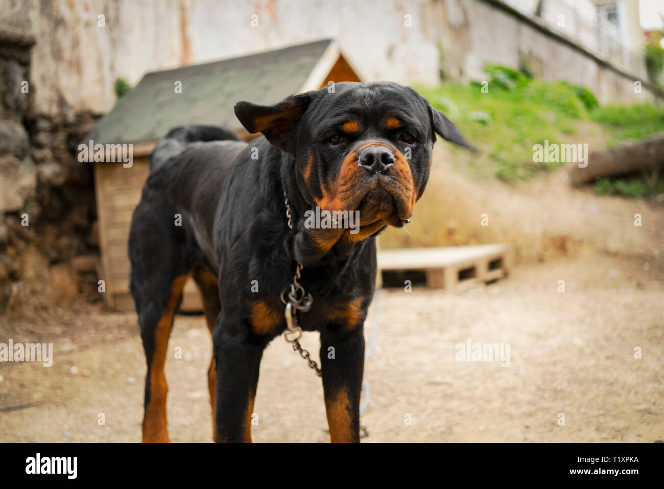Alte Rottweiler mit traurigen Augen Stockfoto