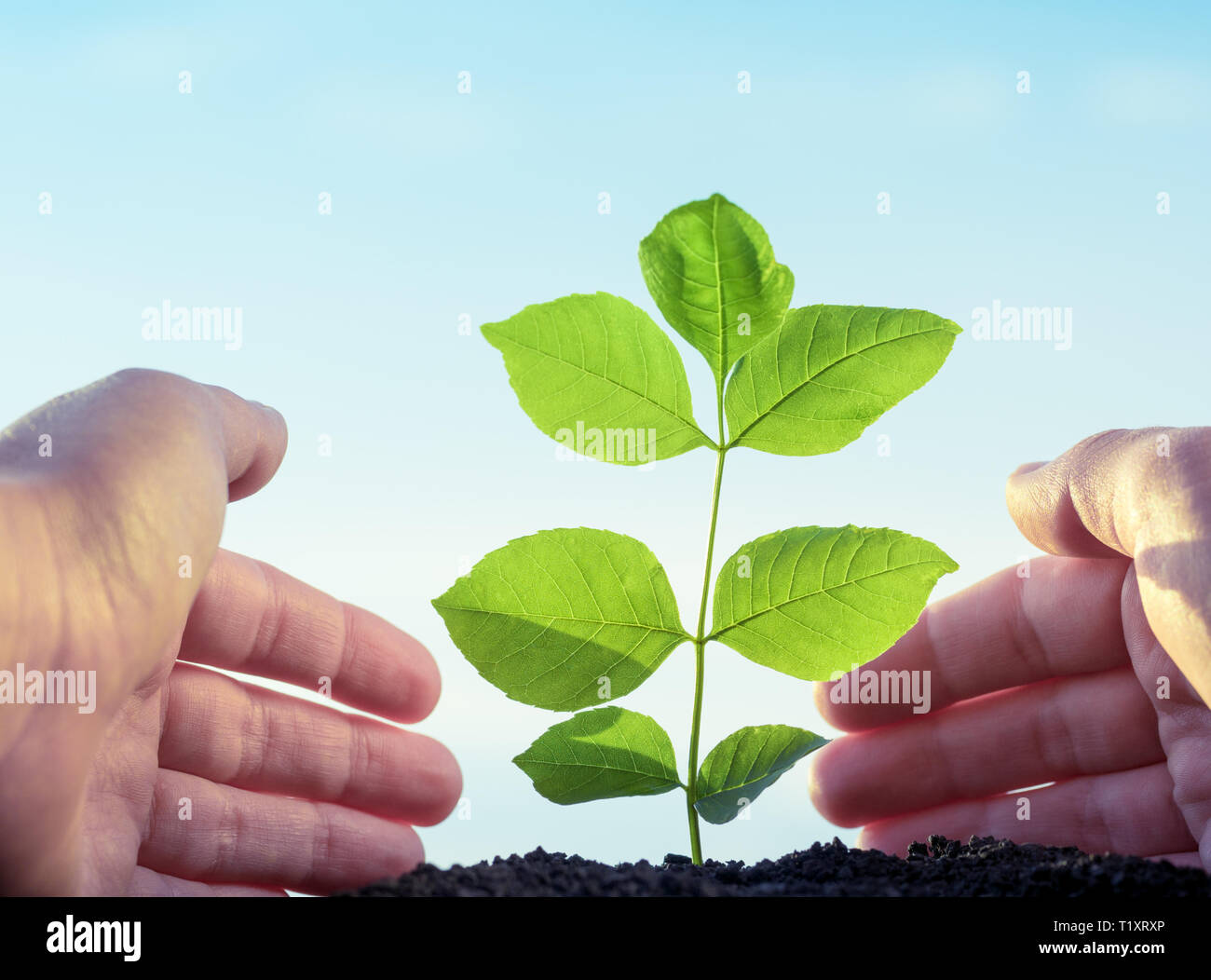 Anpflanzung und Bewässerung der Pflanzen, Ökologie Konzept Stockfoto