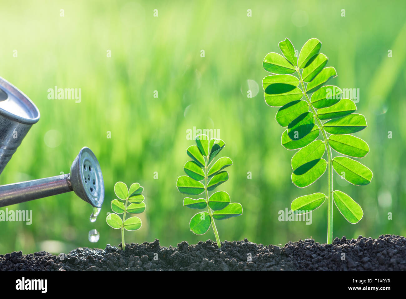 Bewässerung Sämlinge Wachstum Natur Konzept Stockfoto
