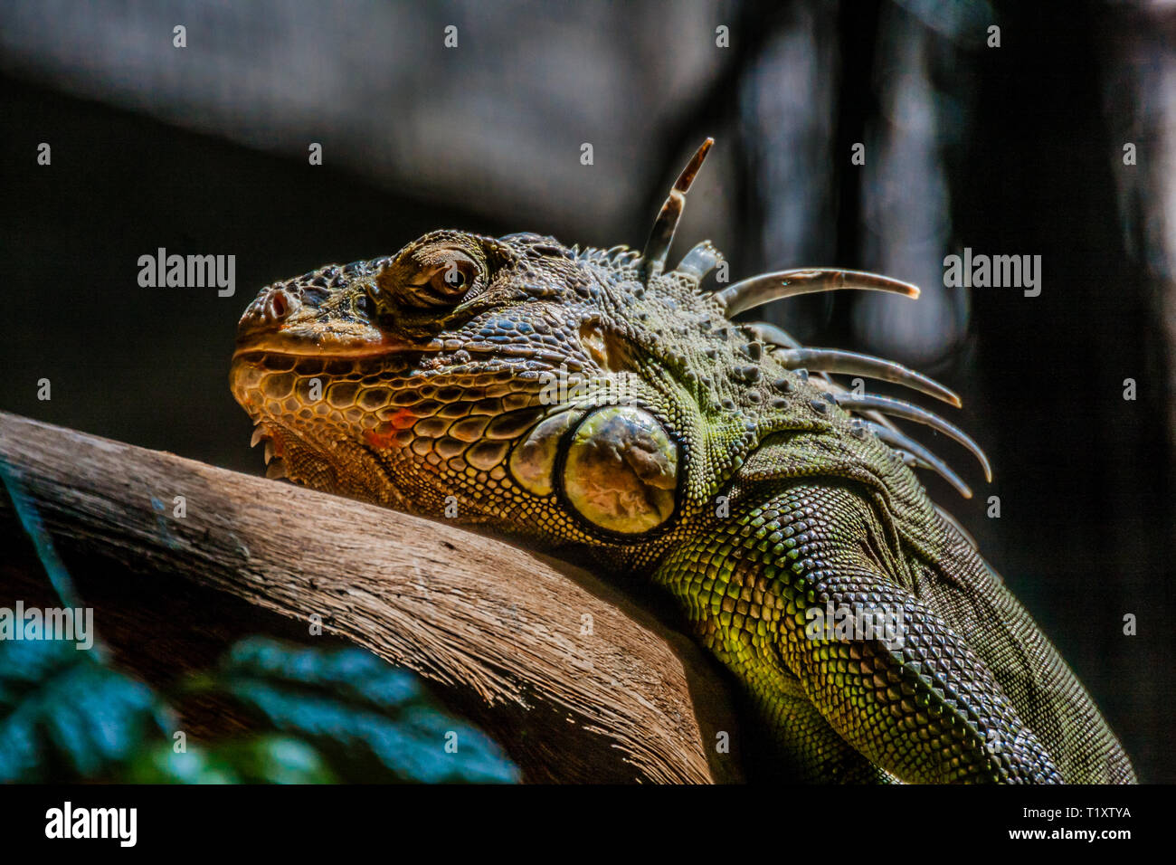 Der grüne Leguan, auch als die amerikanische Iguana genannt, ist eine große, kletternde, überwiegend pflanzenfressenden Arten der Eidechse Stockfoto