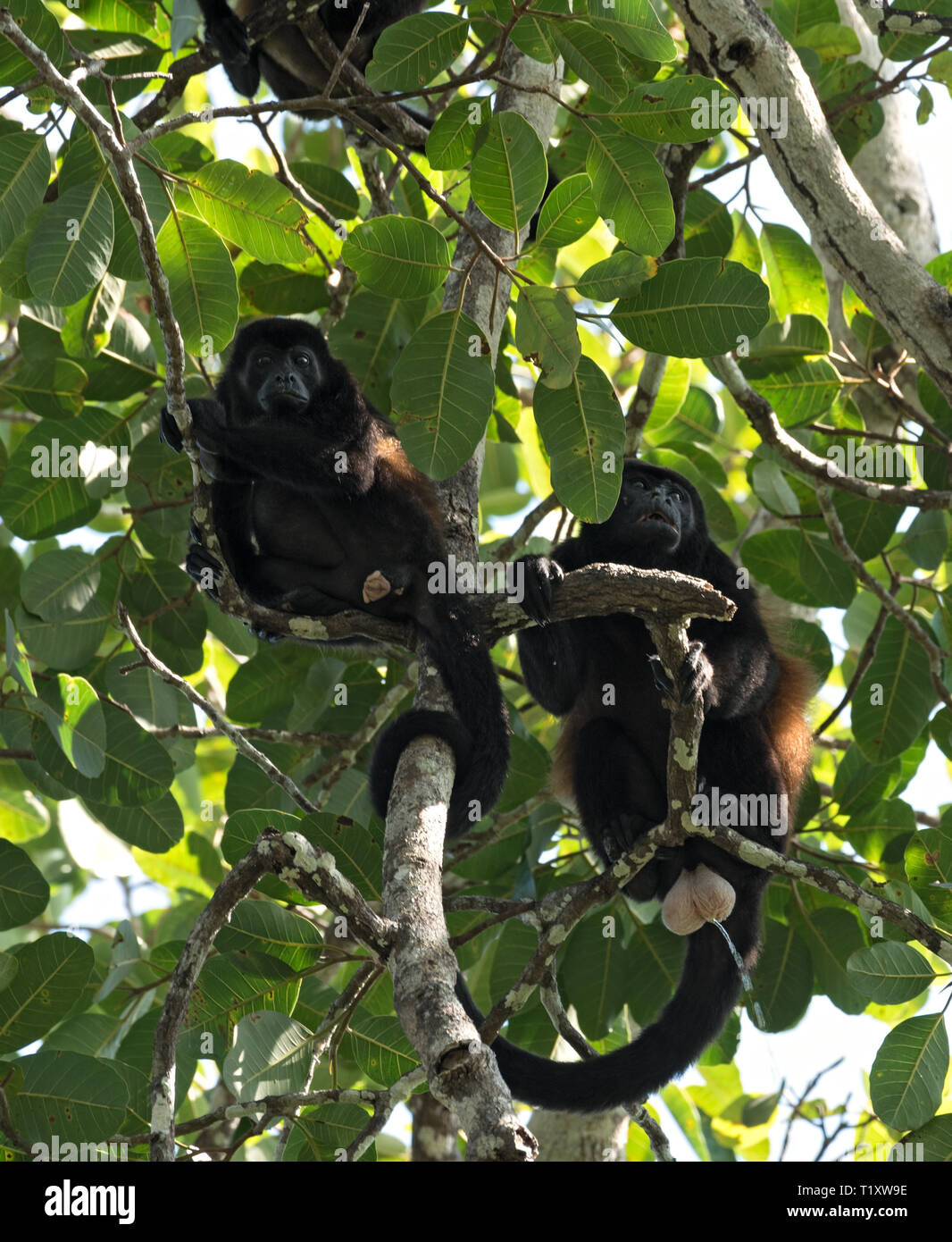 Brüllaffen in einem Baum auf einer Insel im Golf von Chiriqui Panama Stockfoto Brüllaffen in einem Baum auf einer Insel im Golf von Chiriqui Panama Stockfoto