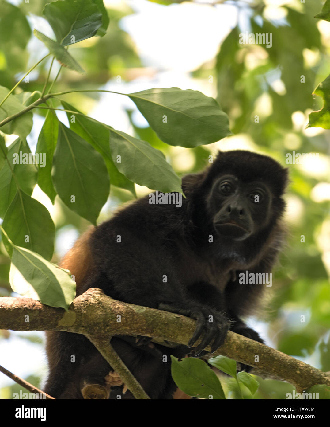 Brüllaffen in einem Baum auf einer Insel im Golf von Chiriqui Panama Stockfoto Brüllaffen in einem Baum auf einer Insel im Golf von Chiriqui Panama Stockfoto