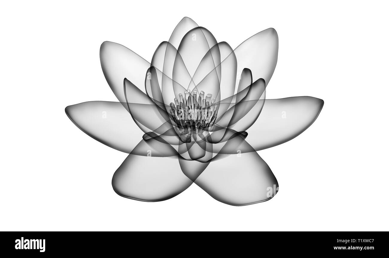 X-ray Bild einer Blume isoliert auf Weiss, der Lotus 3D-Darstellung Stockfoto