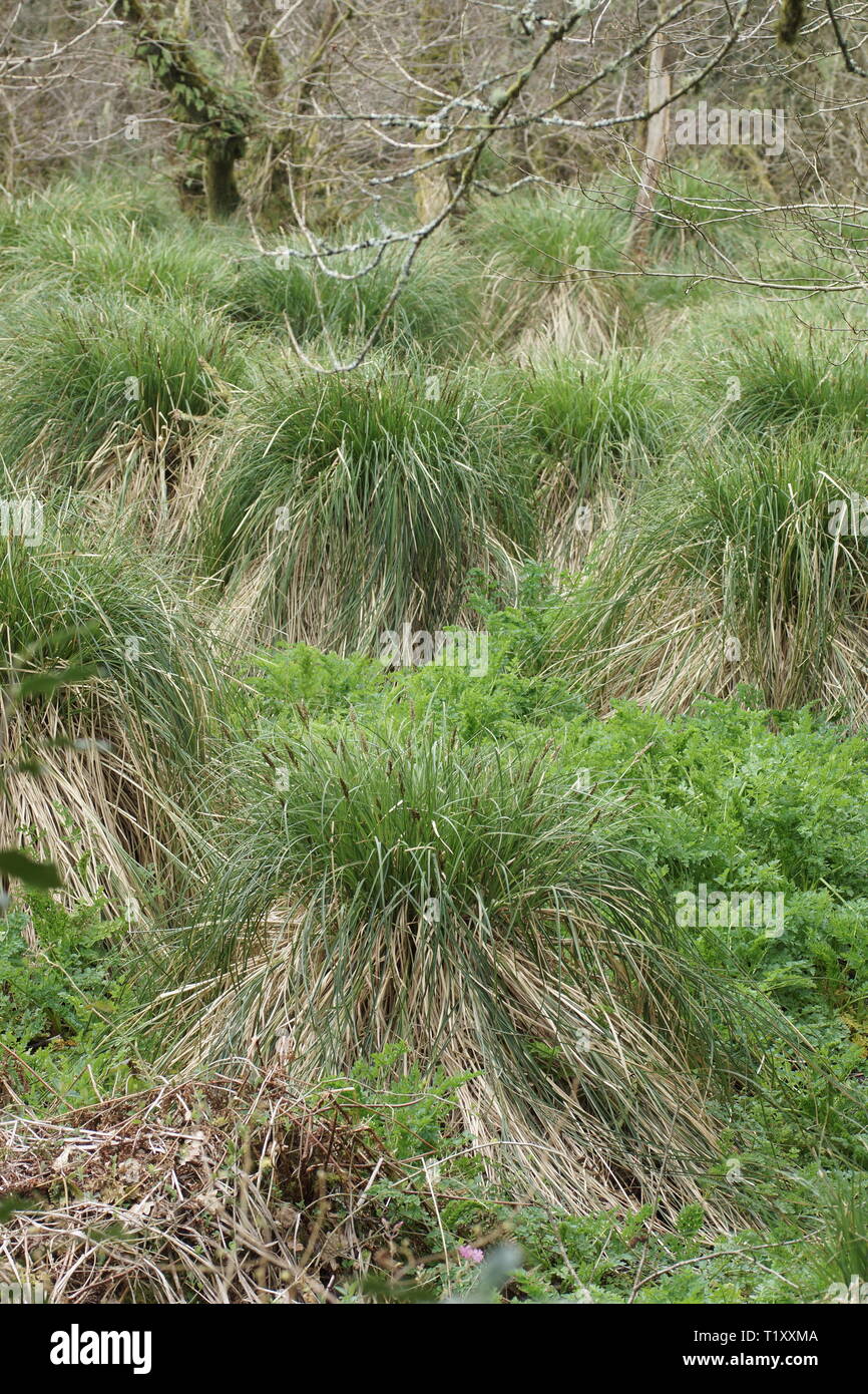 Carex paniculata (größer Tussock Segge) Stockfoto