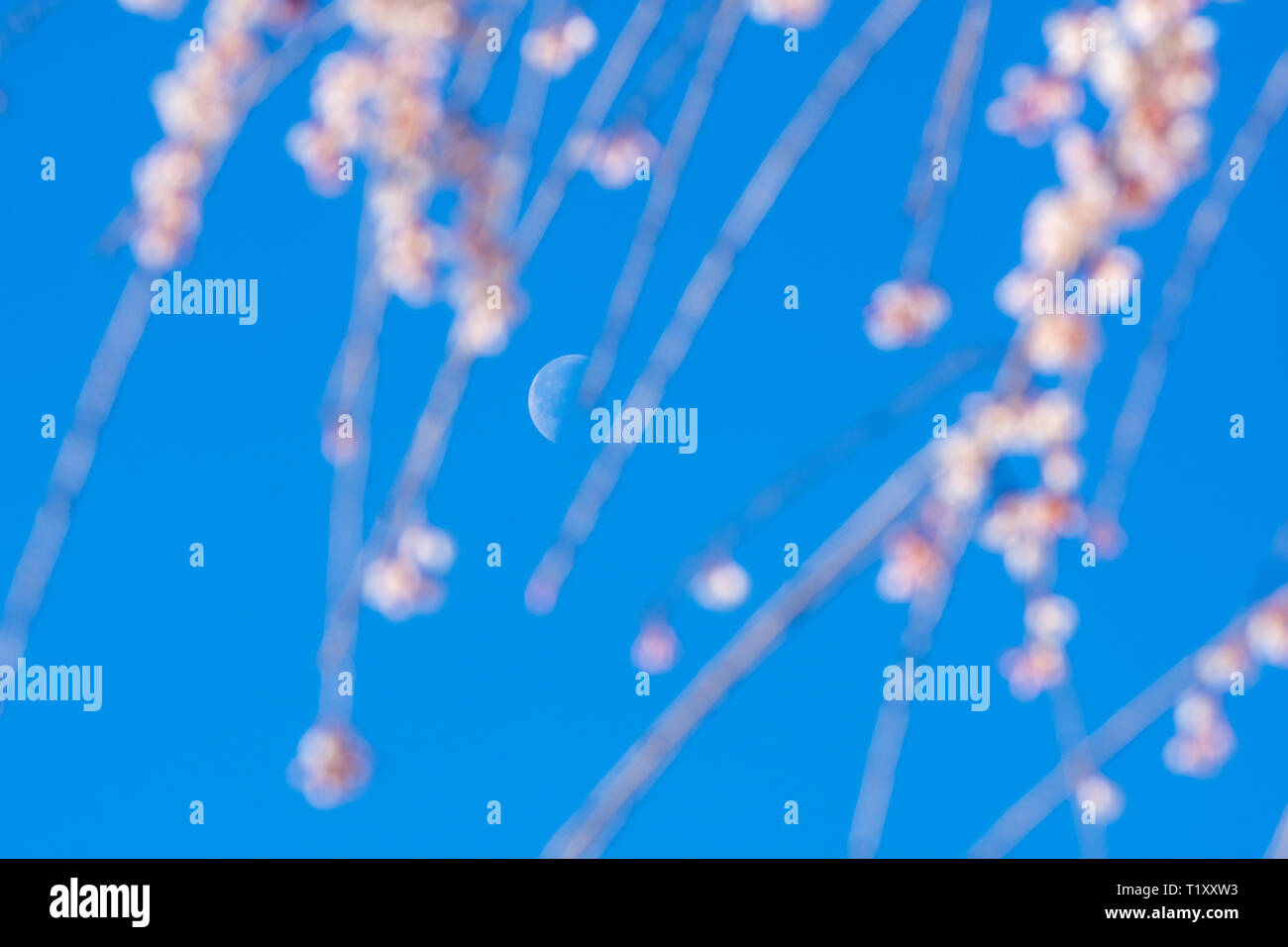 Morgen Mond peers über die Filialen eines weinenden Kirschbaum am National Arboretum in Washington, DC. März 28, 2019. Stockfoto