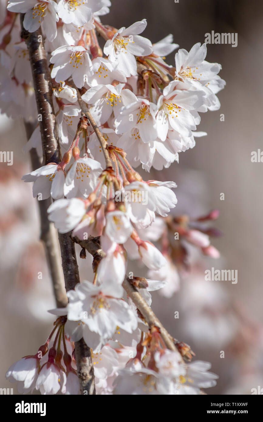 Kirschbaum Blüten am National Arboretum in Washington, DC. März 28, 2019. Stockfoto