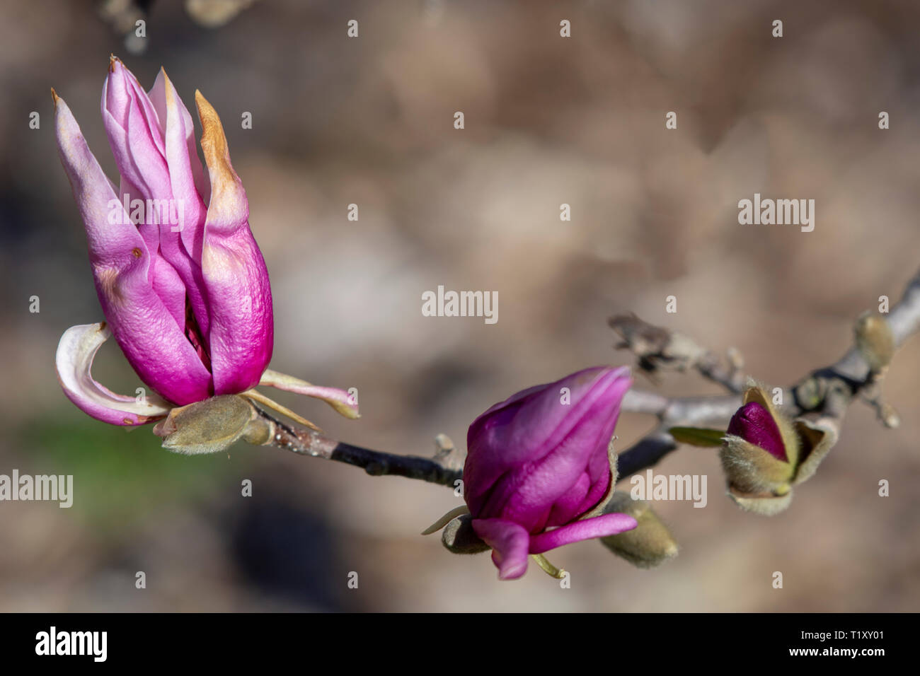 Drei Phasen der Blüte erscheinen auf dem gleichen Magnolia branch am National Arboretum in Washington, DC. März 28, 2019. Stockfoto