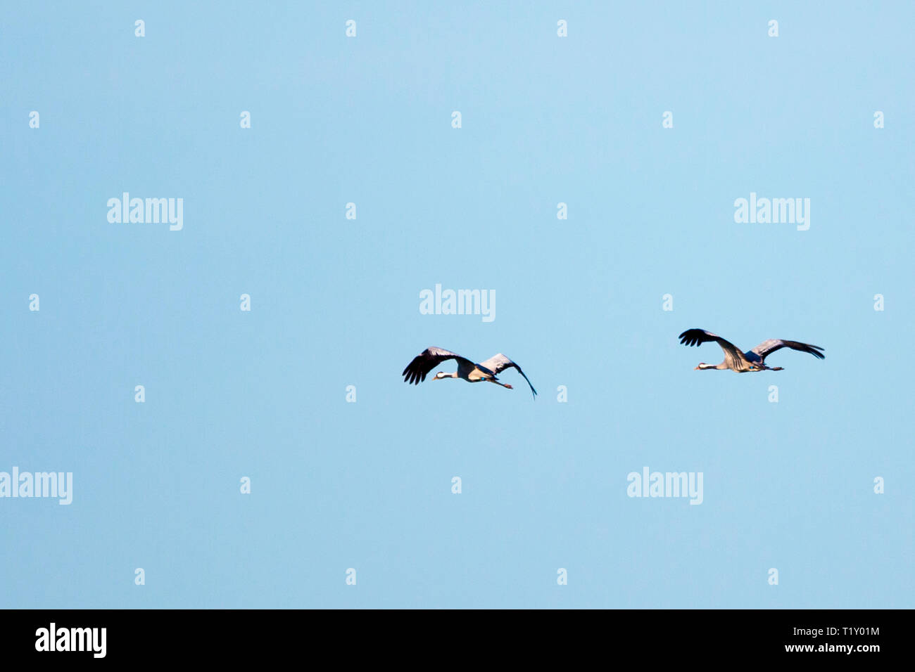 Paar Kraniche, Grus Grus, große Spannweite Vögel über natürliche Feuchtgebiete Lebensraum fliegen in Somerset Levels Sümpfe, Großbritannien Stockfoto