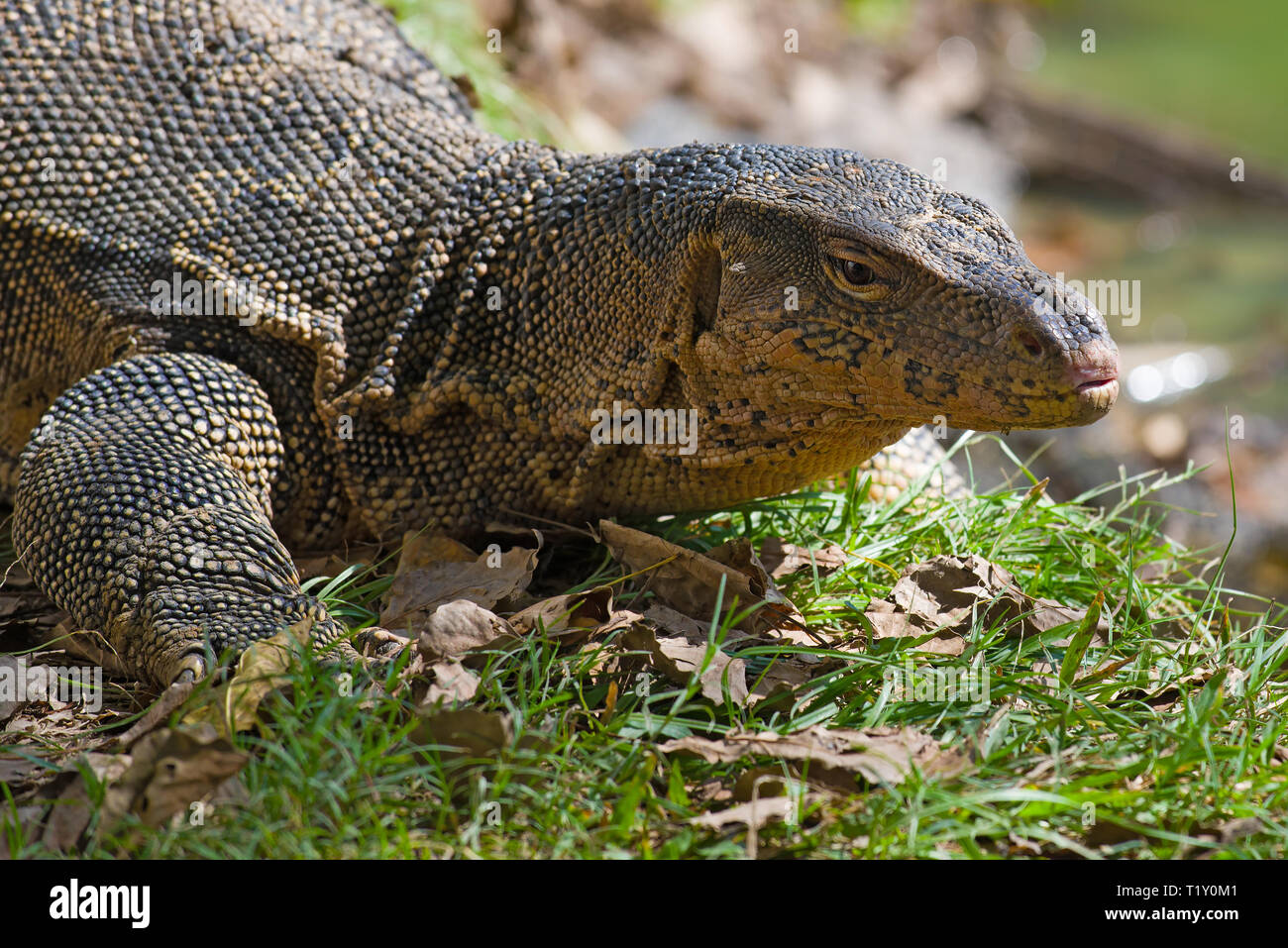 Kopf einer gestreiften Waran (Varanus Salvator) Close-up. Thailand Stockfoto