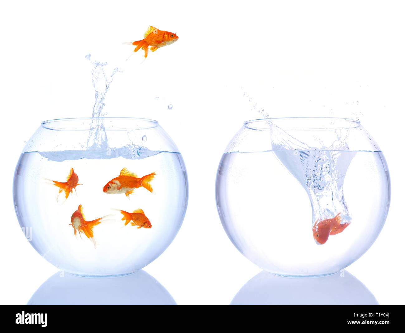 Gold fish jumping Fotos und Bildmaterial in hoher Auflösung Alamy