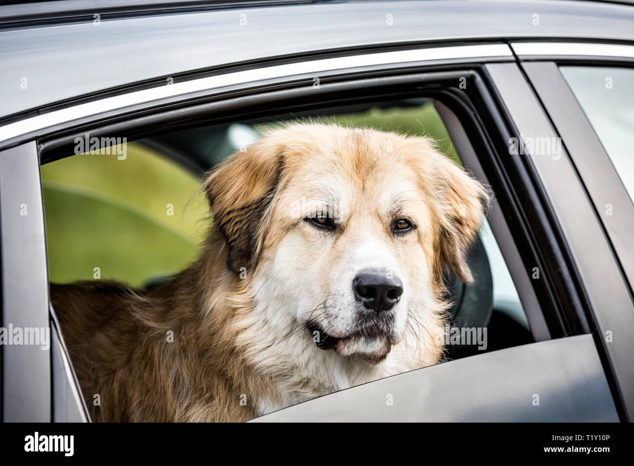 Hund gehen für eine Fahrt mit dem Auto, Winnipeg, Manitoba, Kanada. Stockfoto