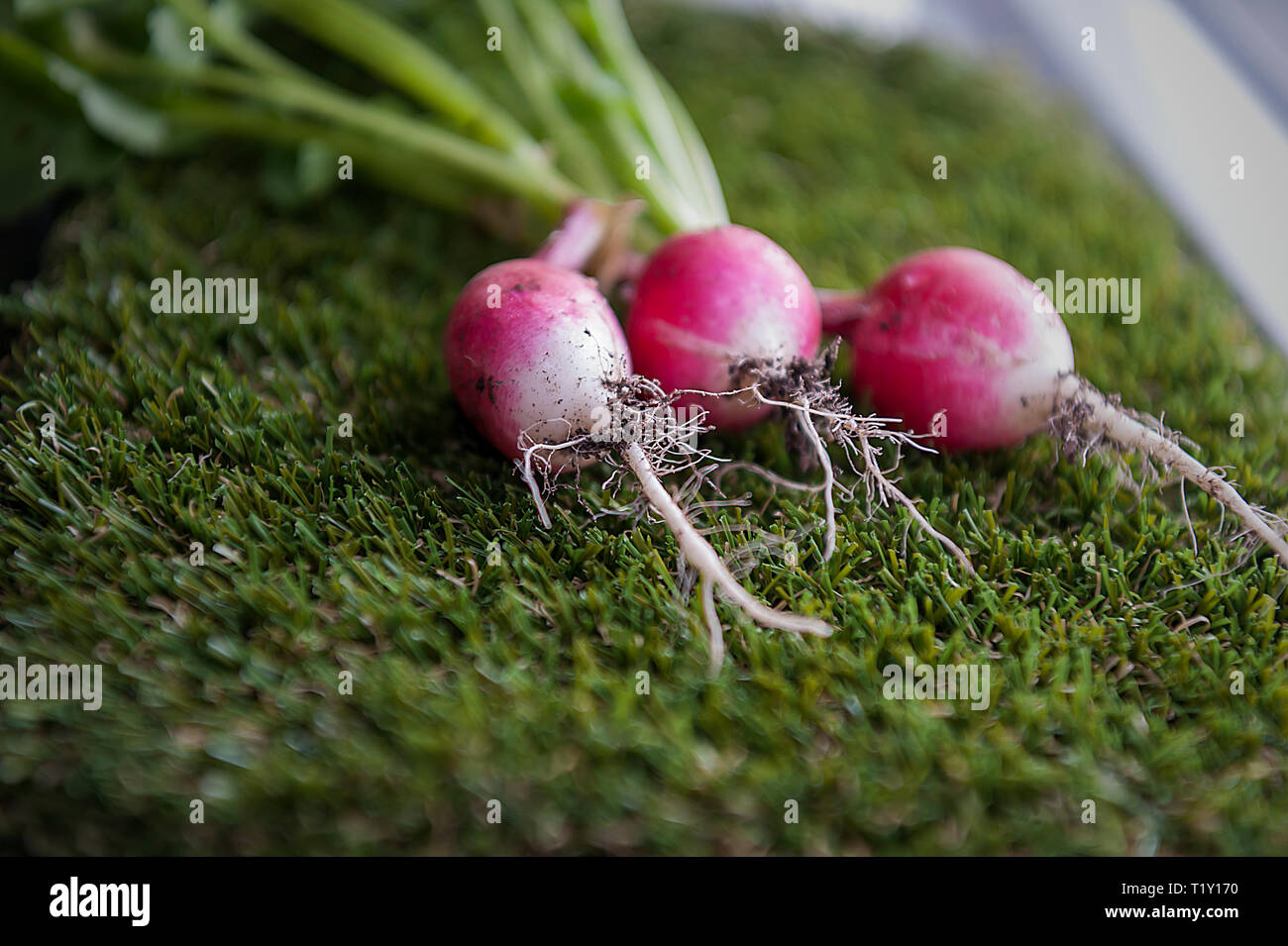 Radieschen niedrigen glykämischen Index Essen Stockfoto