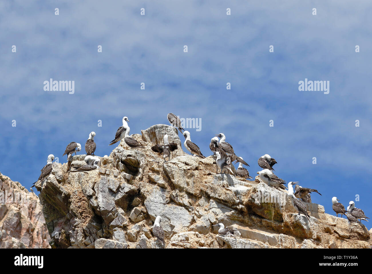 Kleine Kolonie von Peruanischen booby (Sula variegata) thront preying auf einem felsigen Boulder der Ballestas Inseln in Arequipa, Peru. Stockfoto