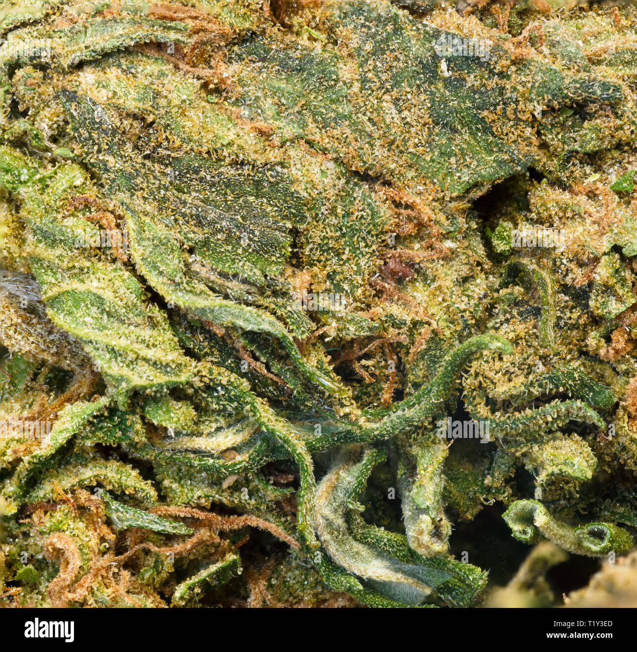 Eine extreme Makroaufnahme eines Cannabis Bud Stockfoto