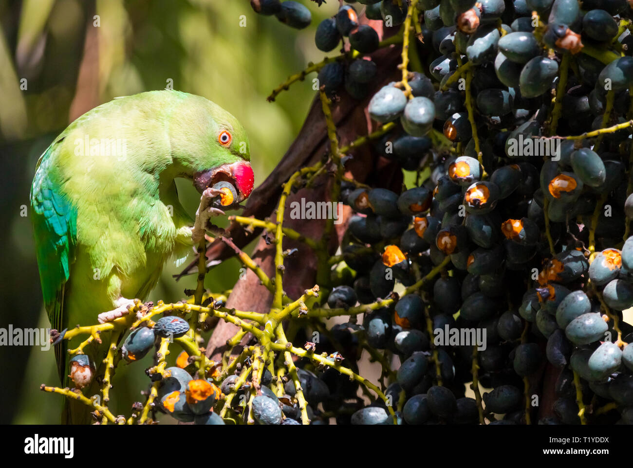 Rose ringed Parakeet (Psittacula krameri), Fütterung auf Daten in Palm Tree. Stockfoto