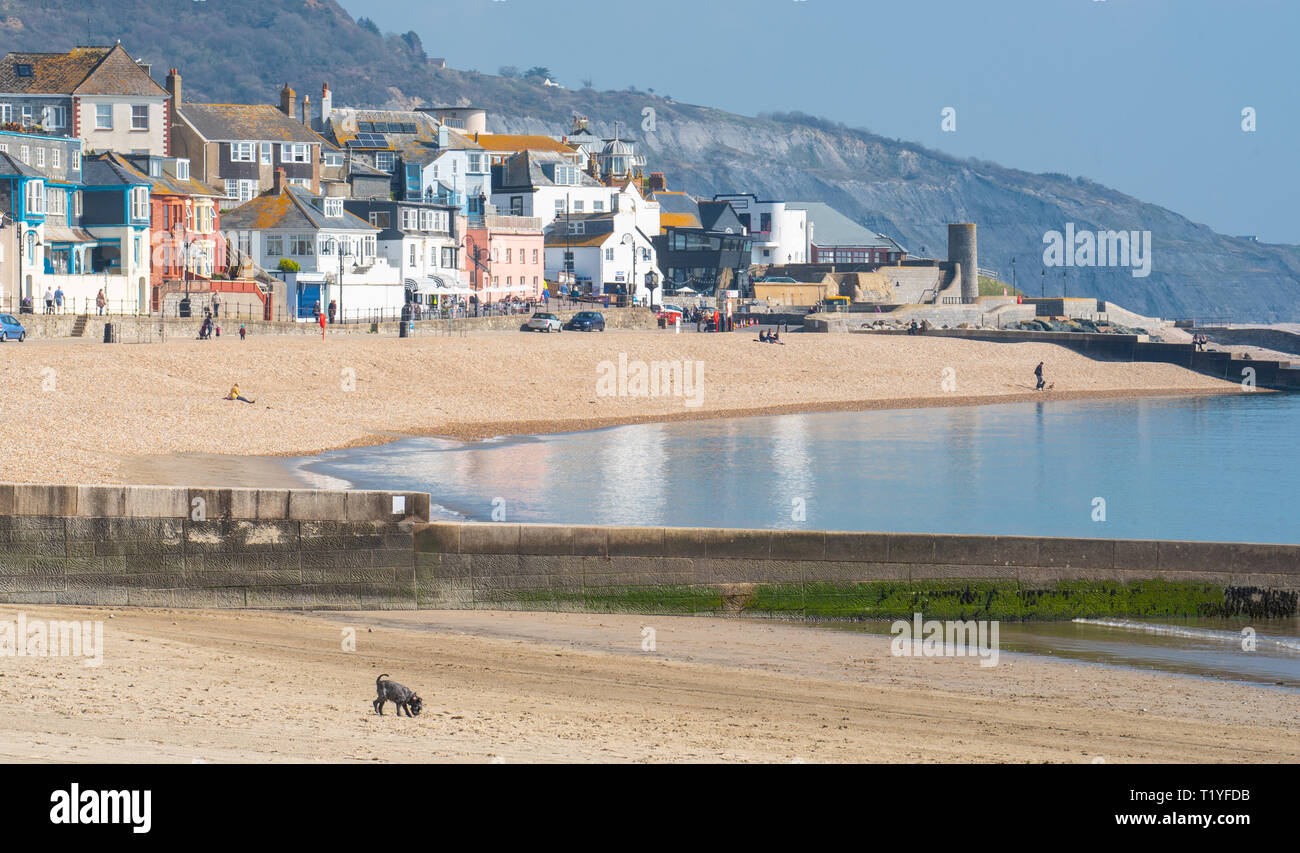 Lyme Regis, Dorset, Großbritannien. 29. März 2019. UK Wetter: Ein weiterer Tag der Sonne und strahlend blauen Himmel als Badeort von Lyme Regis in den frühen Frühling Hitzewelle weiter. Die malerischen Gebäude sind in den ruhigen Wasser wider. Credit: Celia McMahon/Alamy leben Nachrichten Stockfoto