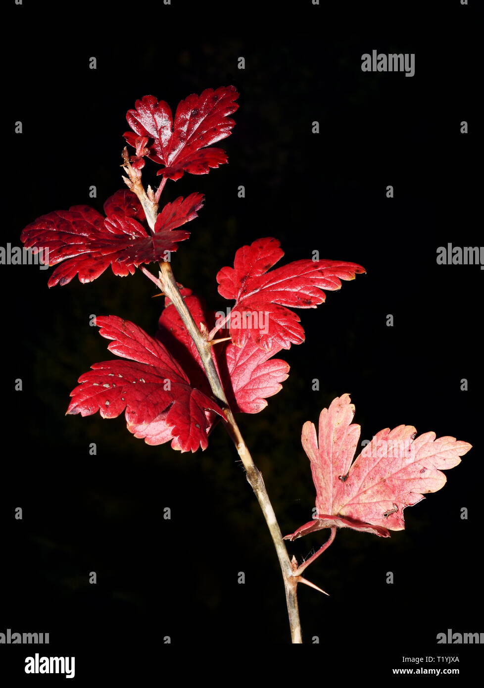 Rote Herbst Zweig von Stachelbeere Ribes uva-Crispa auf schwarzem Hintergrund Stockfoto