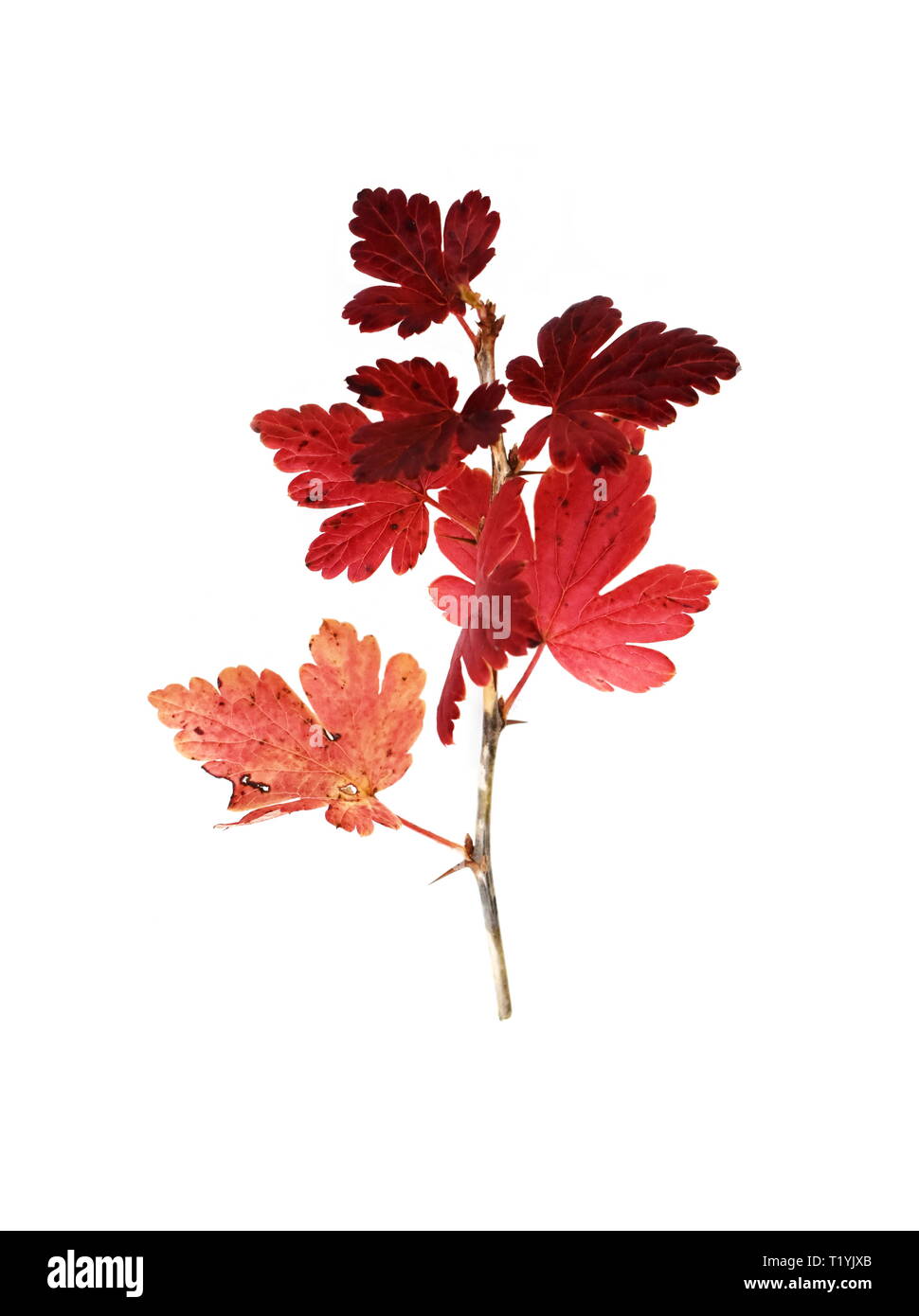 Rote Herbst Zweig von Stachelbeere Ribes uva-Crispa auf weißem Hintergrund Stockfoto