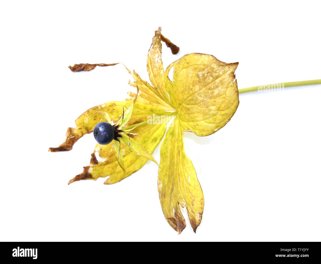 Verblasste Kraut - Werk Paris Paris quadrifolia mit einem giftigen Beeren auf der Oberseite Stockfoto