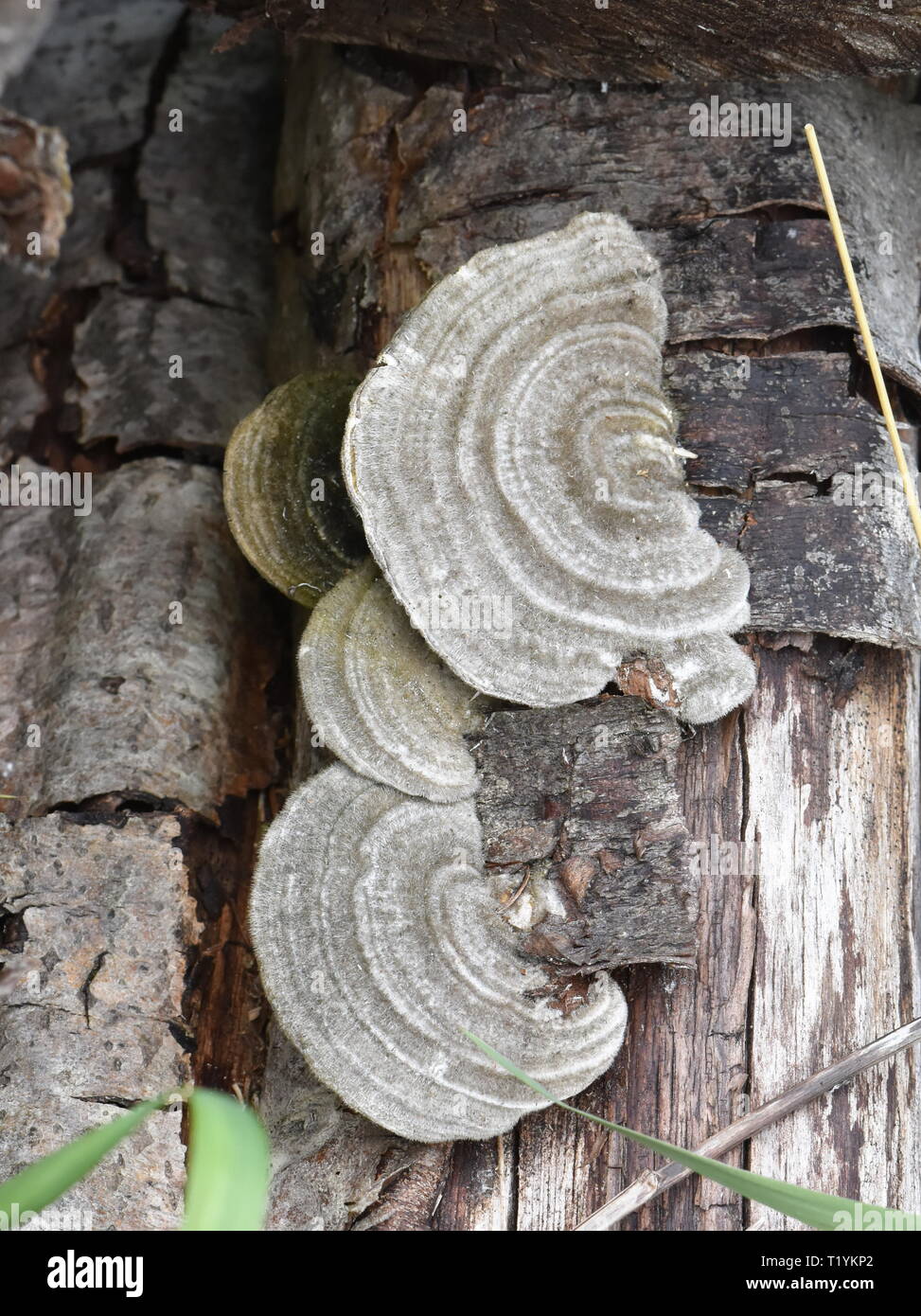 Haarige Halterung Pilz Trametes hirsuta auf einem Baumstamm Stockfoto