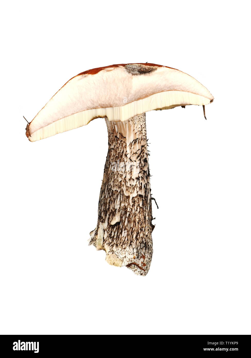Querschnitt eines Leccinum vercipelle Birke bolete Pilze mit Poren auf weißem Hintergrund Stockfoto