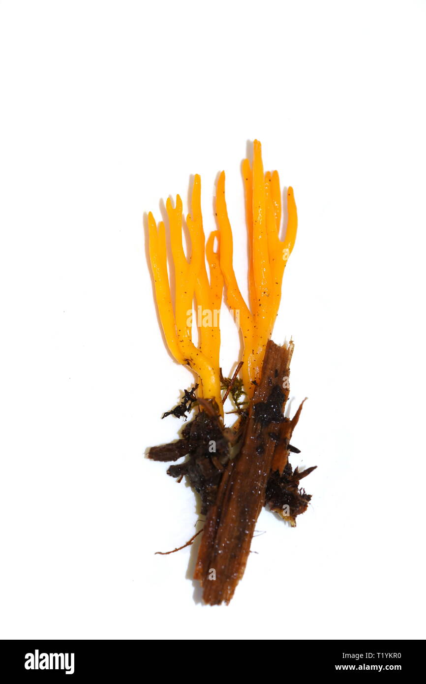 Die gelbe stagshorn Gelee Pilz Calocera viscosa auf weißem Hintergrund Stockfoto