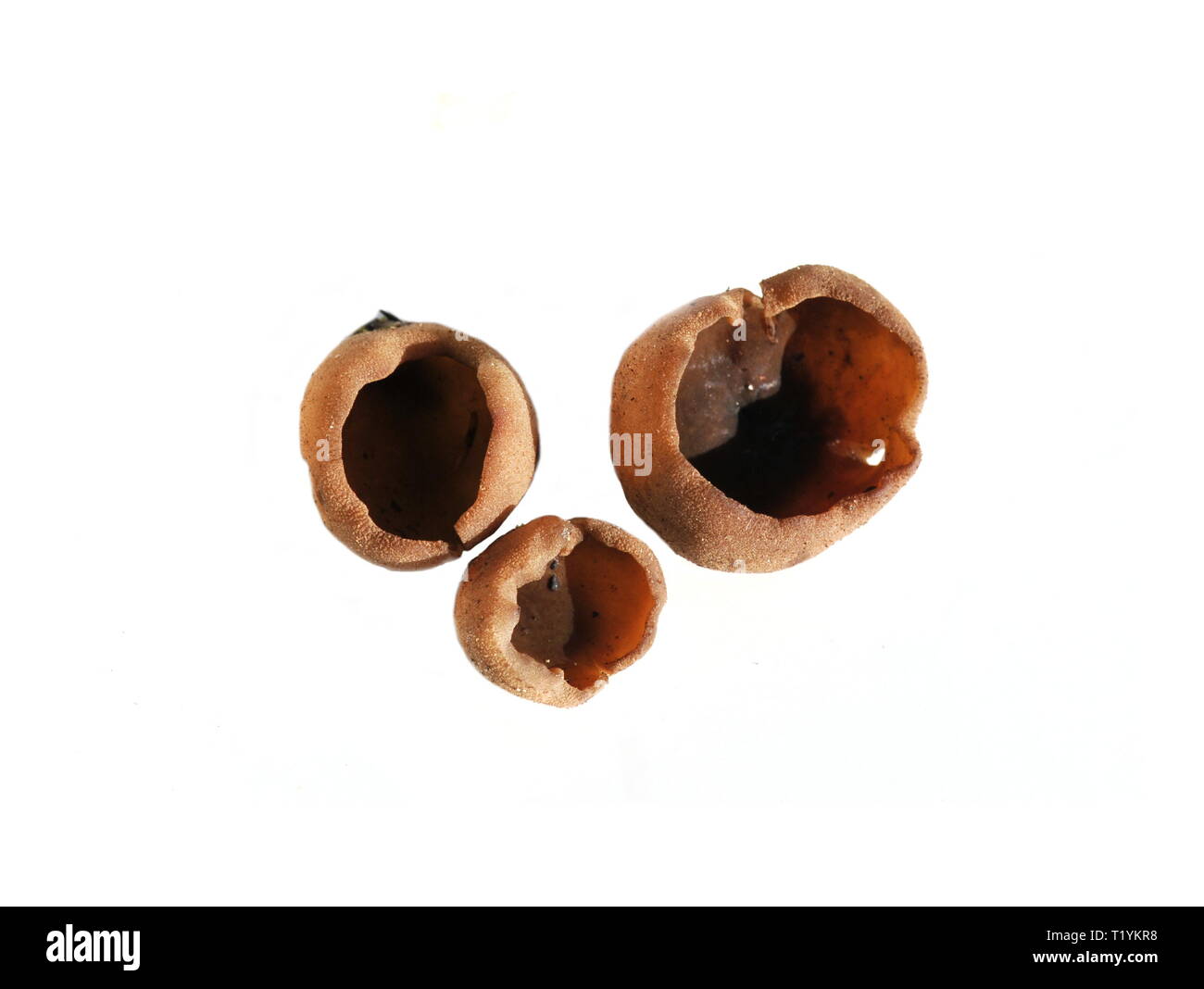 Schale Pilze Peziza Badia auf weißem Hintergrund Stockfoto