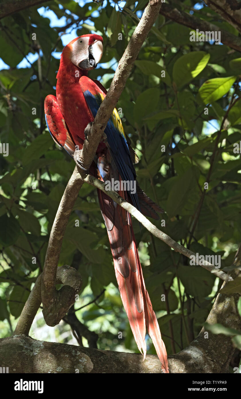 Rote und grüne Papagei sitzen auf einem Ast Panama Stockfoto