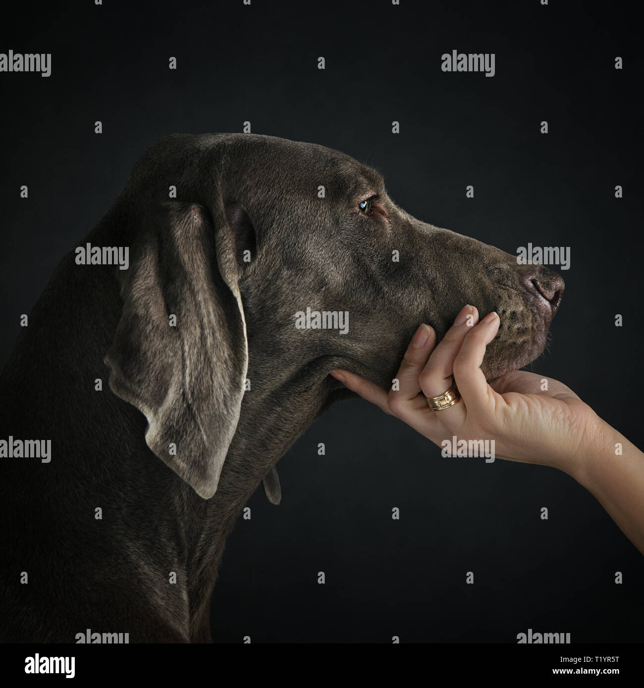 Weibliche Hand und weimariner Hund im Profil bei studuo Hintergrund. Stockfoto