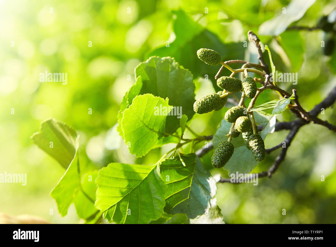 Ein Zweig der Erle Blätter und grüne Kegel. Niederlassung von Alnus glutinosa, die Common Alder, Black Alder im Frühjahr. Stockfoto