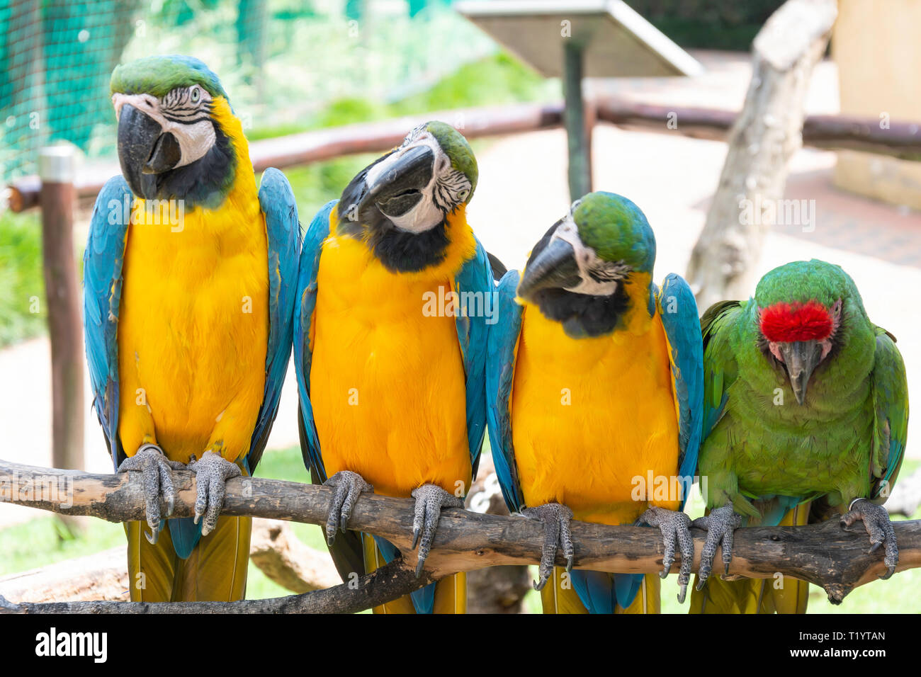 Blau und Gold Aras im Montecasino Bird Gardens, Fourways, Sandton, Johannesburg, Gauteng, Südafrika Stockfoto