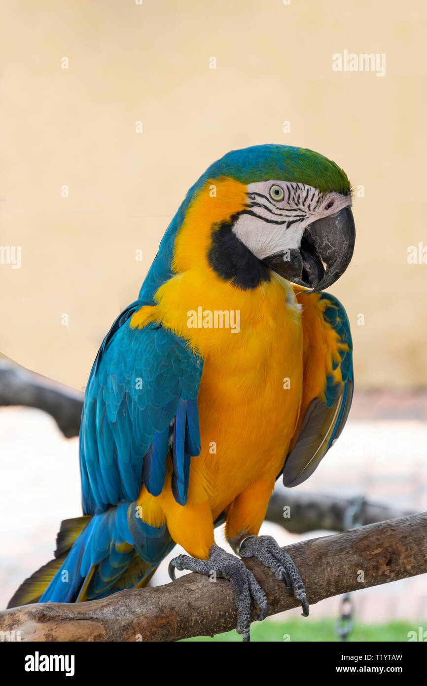 Blau und Gold Macaw in Montecasino Bird Gardens, Fourways, Sandton, Johannesburg, Gauteng, Südafrika Stockfoto