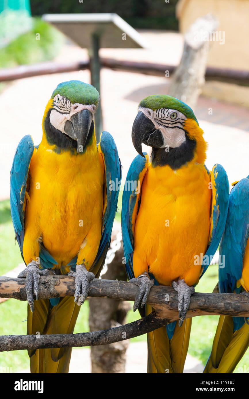 Blau und Gold Aras im Montecasino Bird Gardens, Fourways, Sandton, Johannesburg, Gauteng, Südafrika Stockfoto