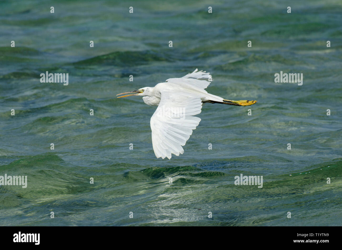 Seidenreiher, Egretta garzetta, Fliegen über Wasser in Hamata, Ägypten Stockfoto