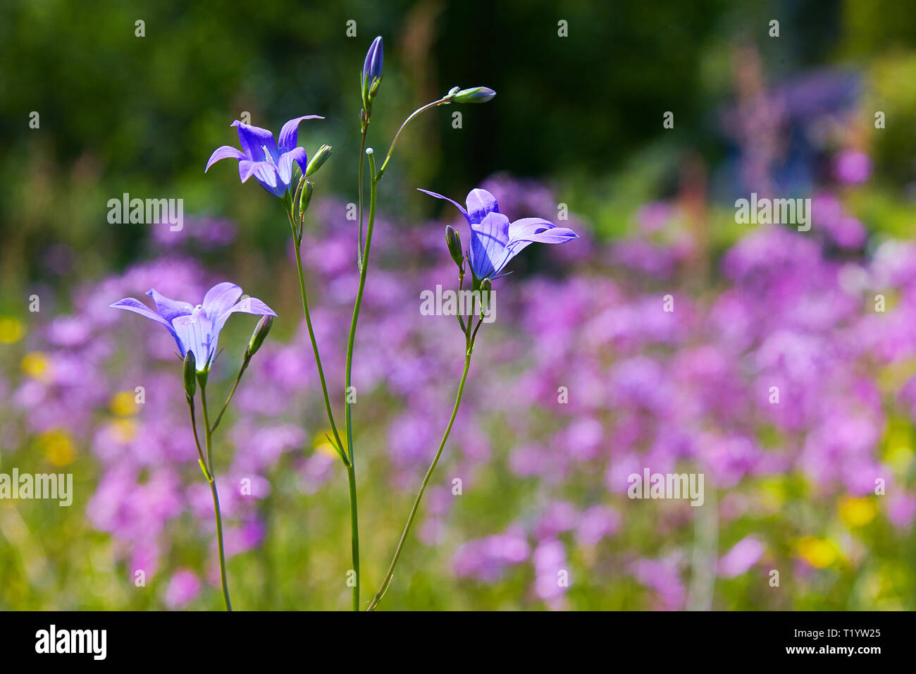 Ein schönes Licht blau Harebell Blume (Campanula rotundifolia) im Fokus, sondern mit einem weichen unscharf Hintergrund. Stockfoto