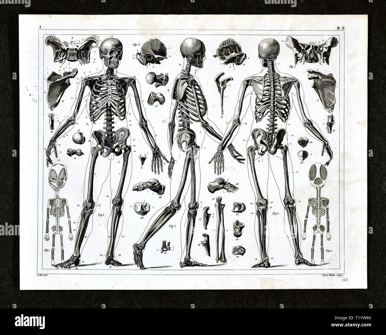 1849 medizinischen Abbildung der menschlichen Anatomie zeigt das Skelettsystem Stockfoto 1849 medizinischen Abbildung der menschlichen Anatomie zeigt das Skelettsystem Stockfoto