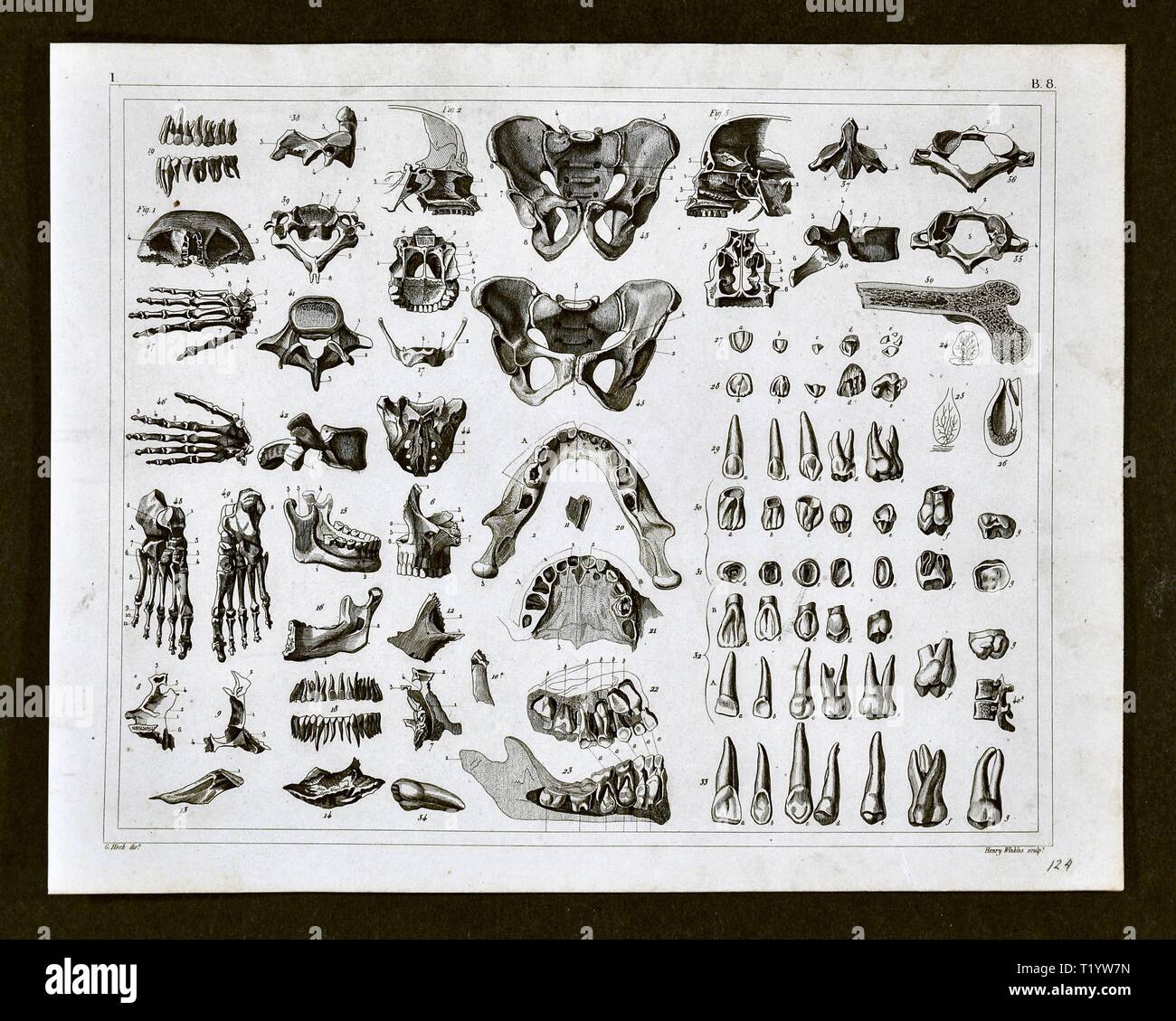 1849 medizinischen Abbildung der menschlichen Anatomie zeigt das Skelettsystem Stockfoto 1849 medizinischen Abbildung der menschlichen Anatomie zeigt das Skelettsystem Stockfoto