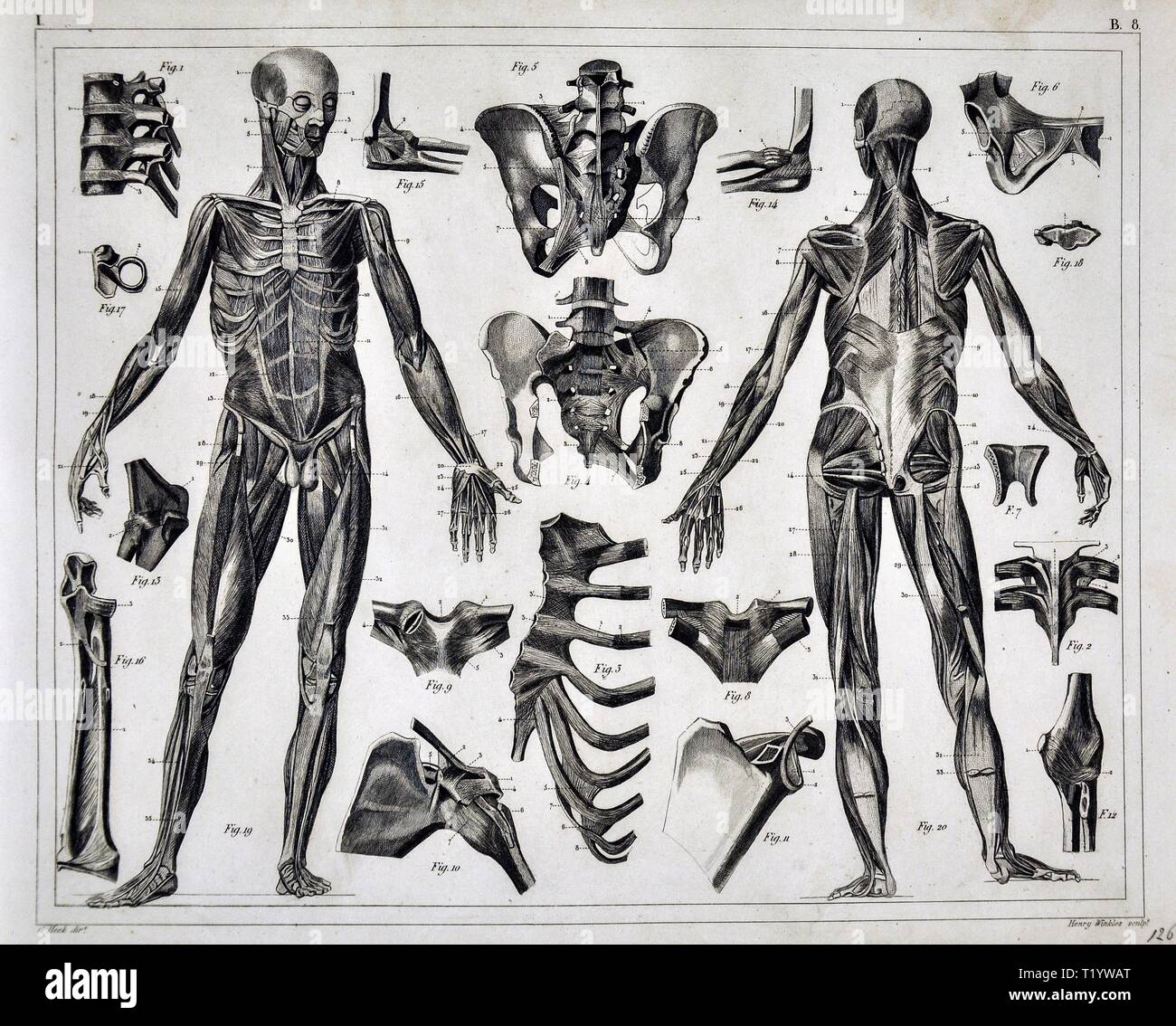 1849 medizinischen Abbildung der menschlichen Anatomie Stockfoto